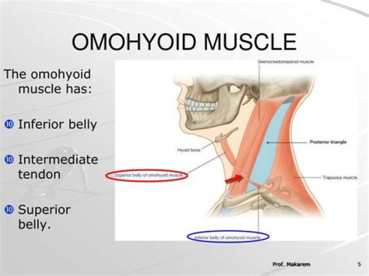 What does the omohyoid muscle do?