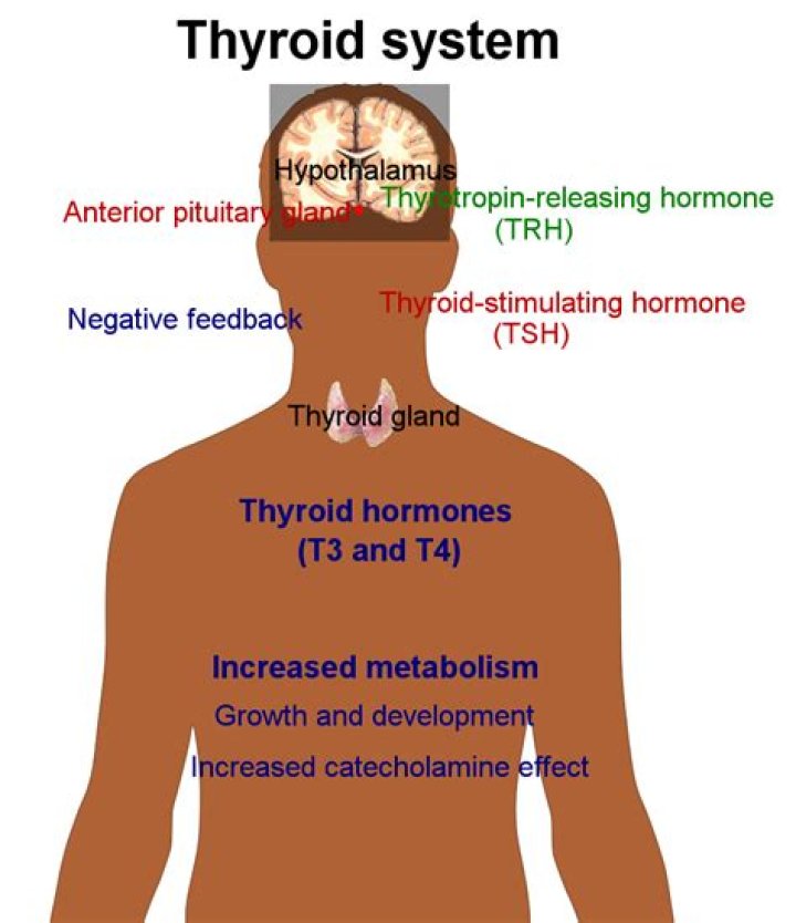 What does the thyrotropic hormone do?