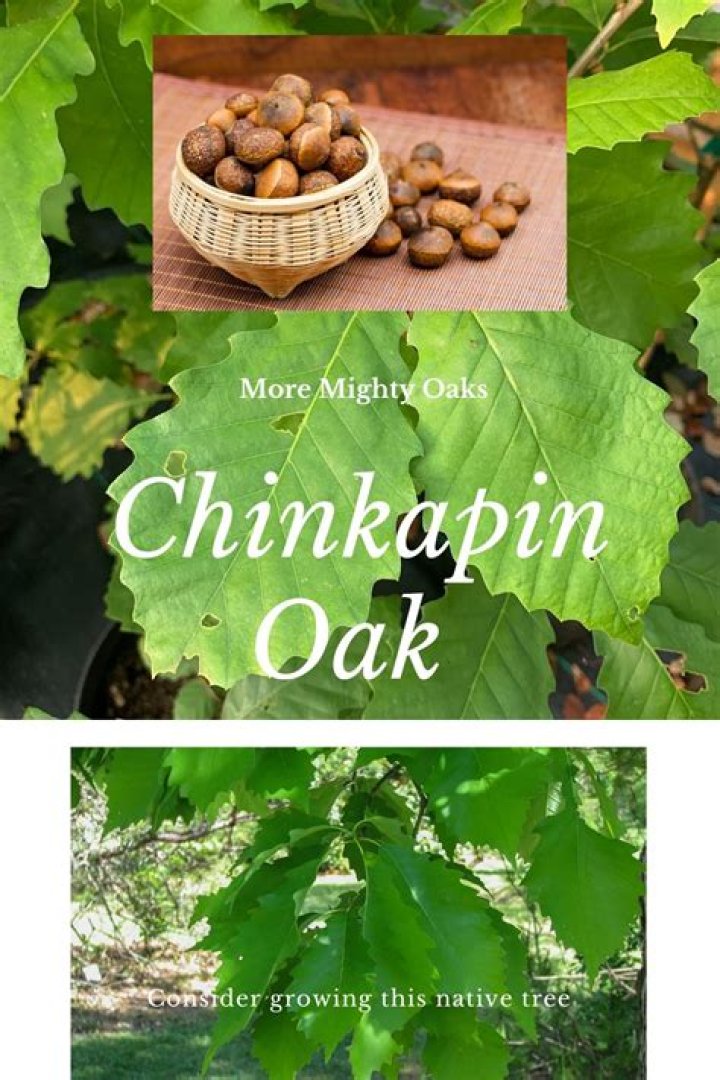 What does the word chinkapin mean?