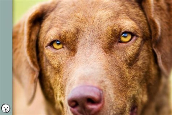 What dogs have amber colored eyes?