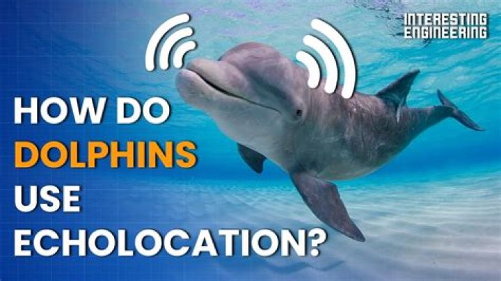 What echolocation do dolphins use?