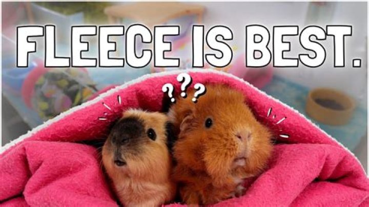 What fleece for guinea pigs?