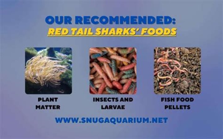 What food do red tail sharks eat?