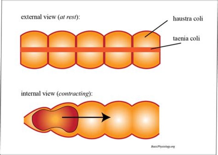 What has taenia coli?