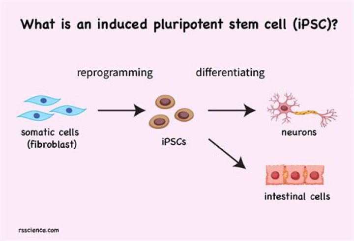 What induced pluripotent stem cells?