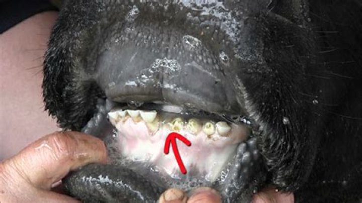 What is a broken mouth cow?