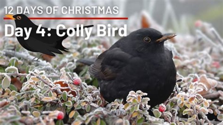 What is a colly bird?
