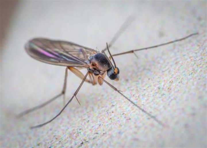 What is a gnat look like?