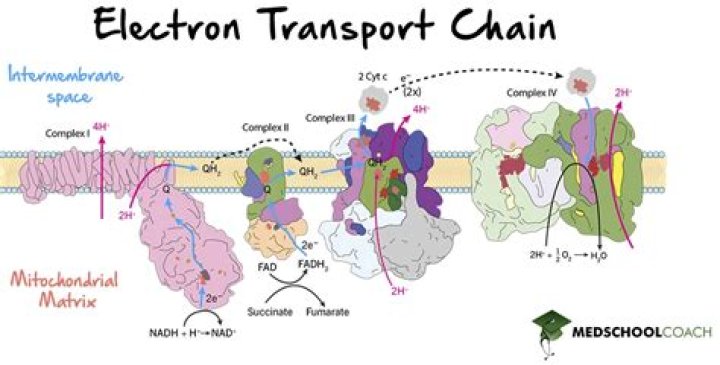 What is a homology of chain complex?