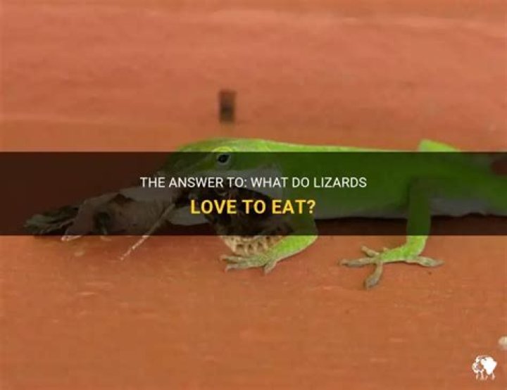 What is a lizards favorite food?