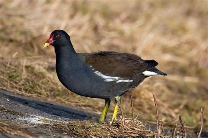 What is a moor hen?