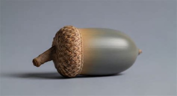 What is an acorn cupule?