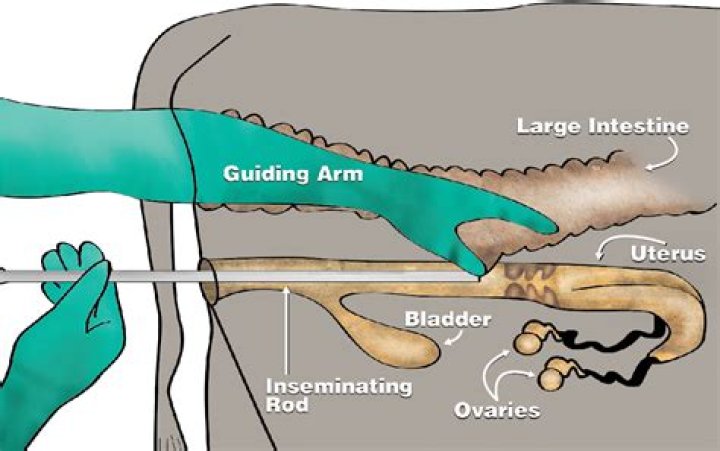 What is artificial insemination in animals?