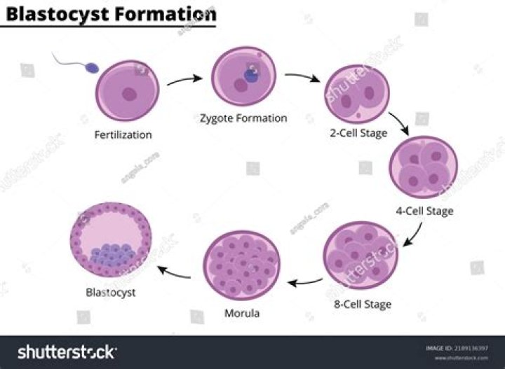 What is blastogenic reproduction?