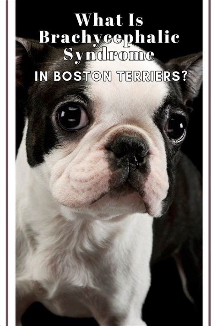 What is brachycephalic syndrome?