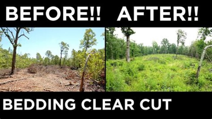What is clear cutting apes?