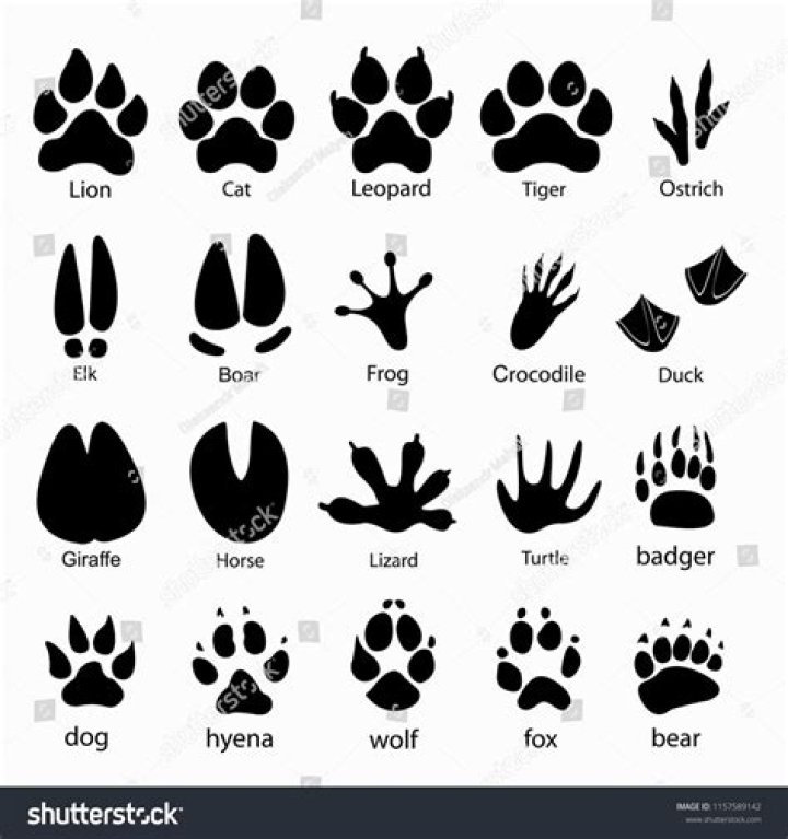 What is cloven footed?