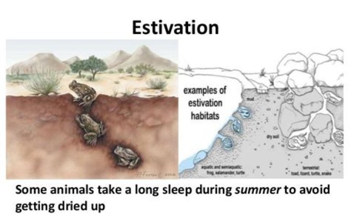 What is estivation mean?