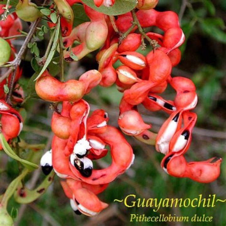What is guamuchil tree?