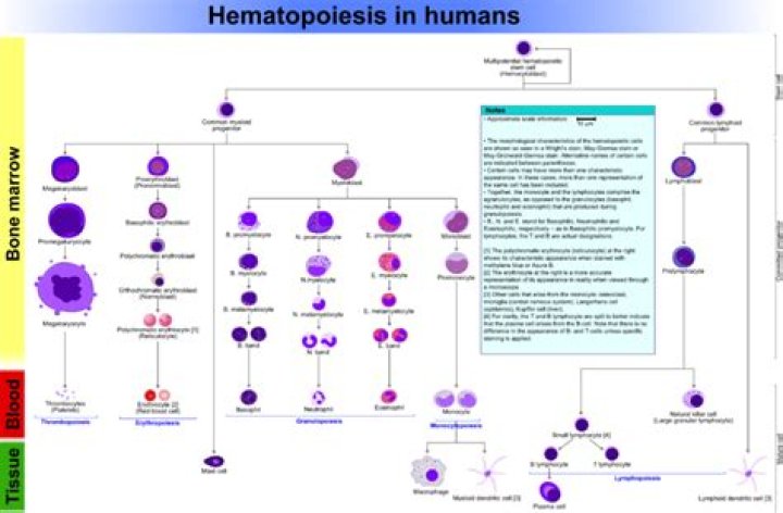 What is hematopoiesis definition?