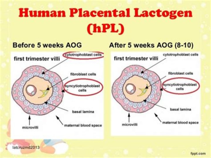 What is human placental lactogen?