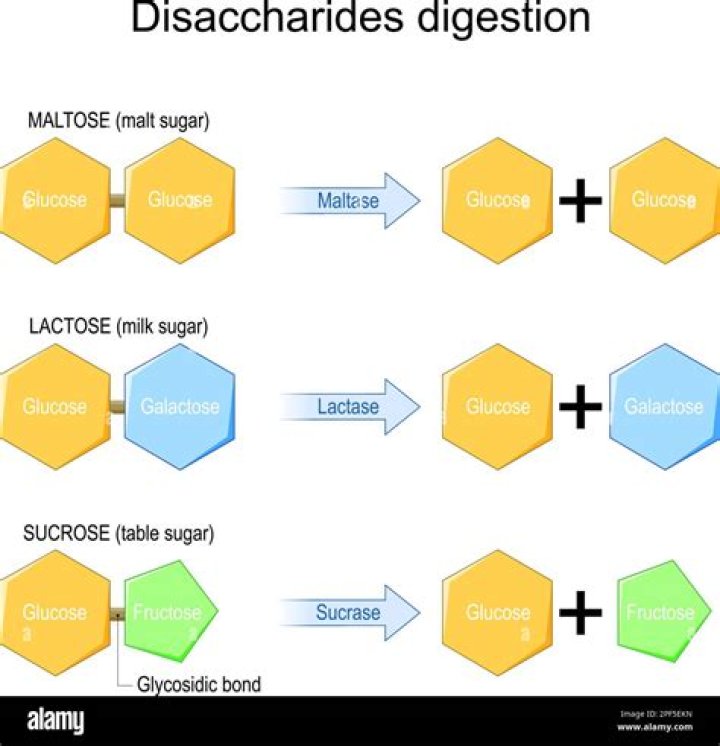What is lactase and what does it do?
