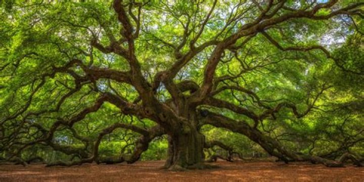 What is oak tree masting?