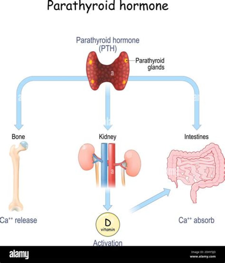 What is parathyroid autotransplantation?