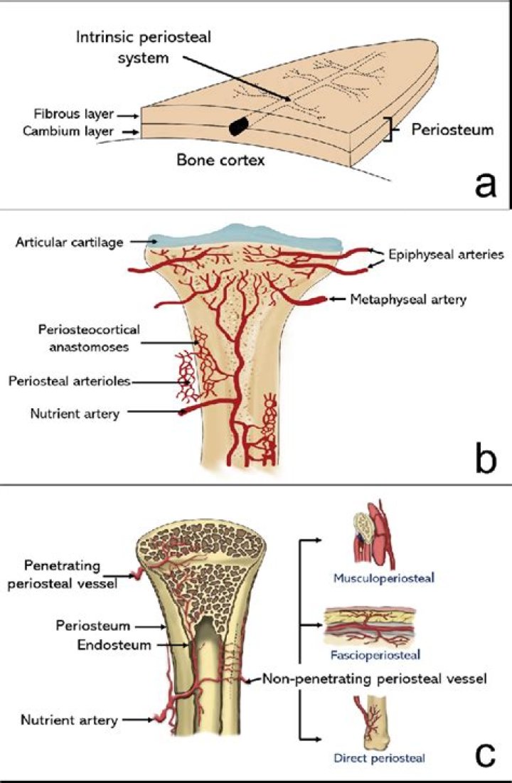 What is periosteal bone?
