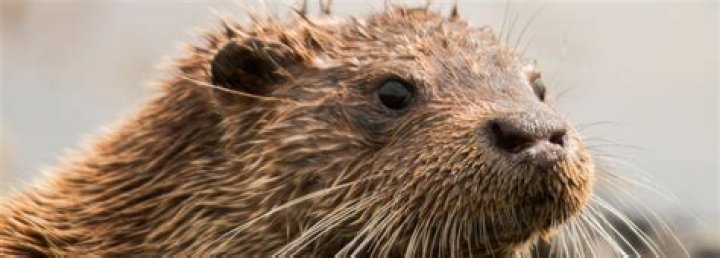 What is pungent odour?