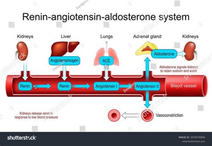 What is renin-angiotensin system?