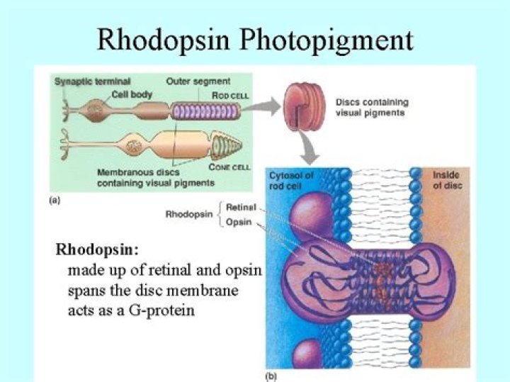 What is rhodopsin and iodopsin?