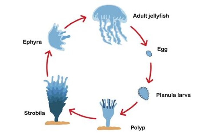 What is scyphistoma in biology?