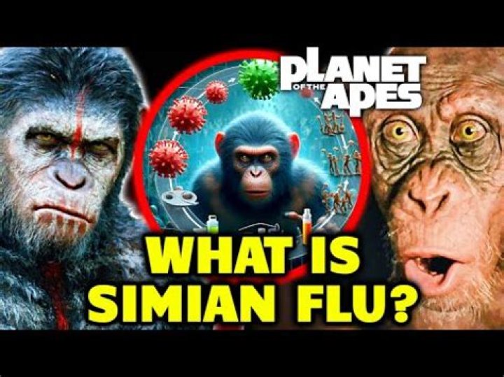What is simian flu?