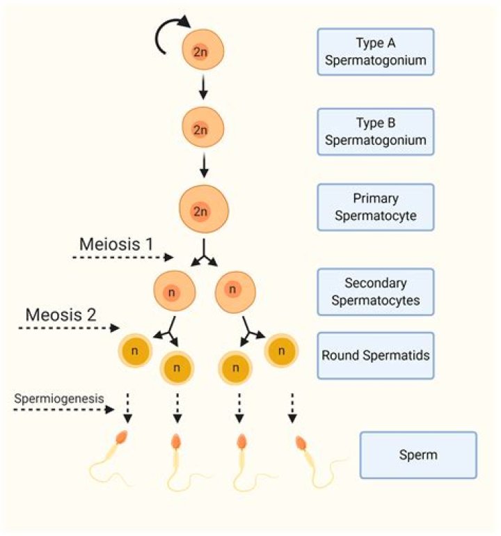 What is spermatogenesis class 12?