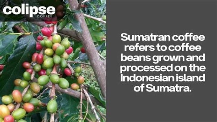 What is sumatra coffee?