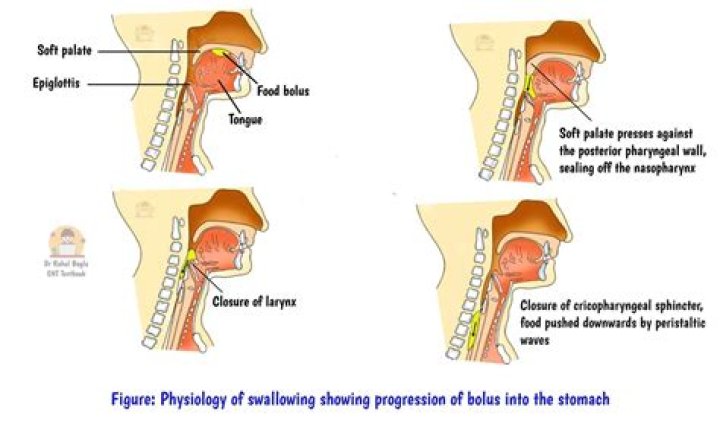 What is swallowing reflex?