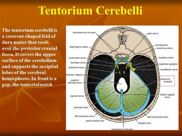 What is tentorium cerebelli?