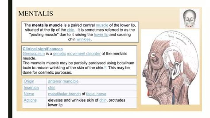 What is the action of the mentalis muscle?