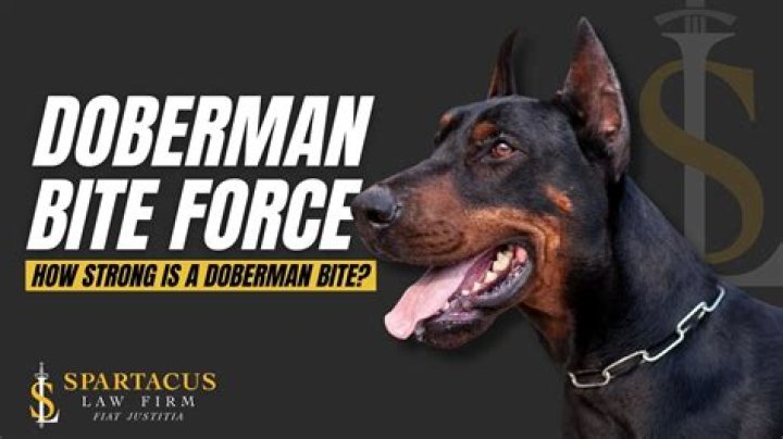 What is the bite force of a doberman?