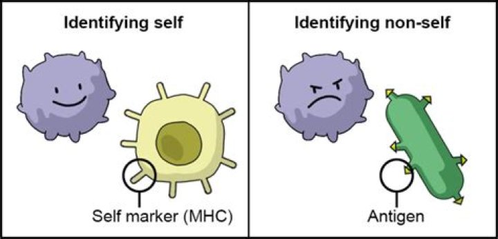 What is the difference between self and nonself antigens?