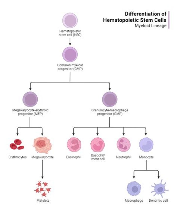 What is the function of haematopoietic?