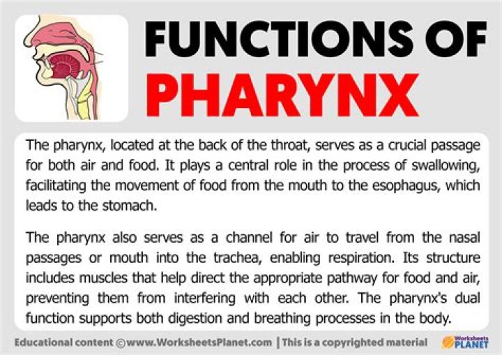 What is the function of the pharynx in the respiratory system?