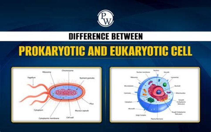 What is the gelatinous outer layer of prokaryotic cells?