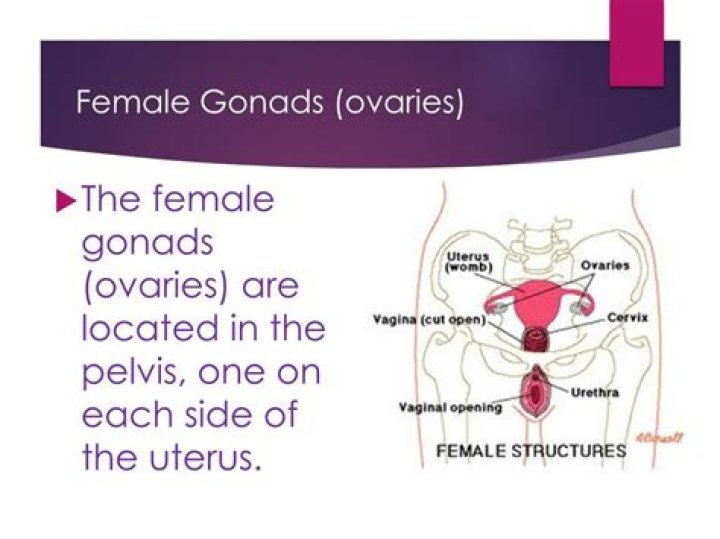 What is the gonad in the female reproductive system?