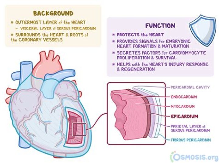 What is the heart sac called?