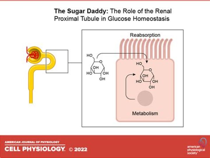 What is the importance of reabsorbing glucose?