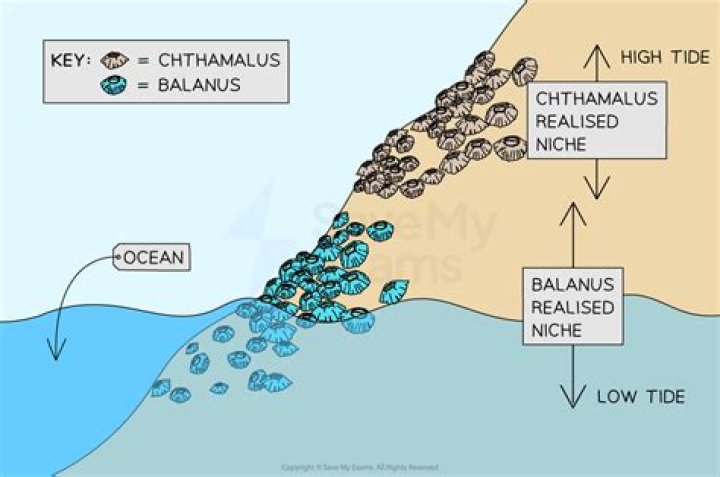 What is the interaction between chthamalus and balanus?
