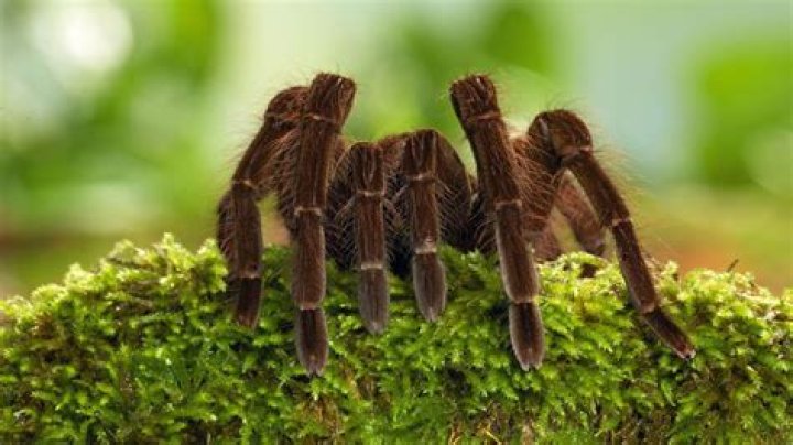 What is the largest arachnid?