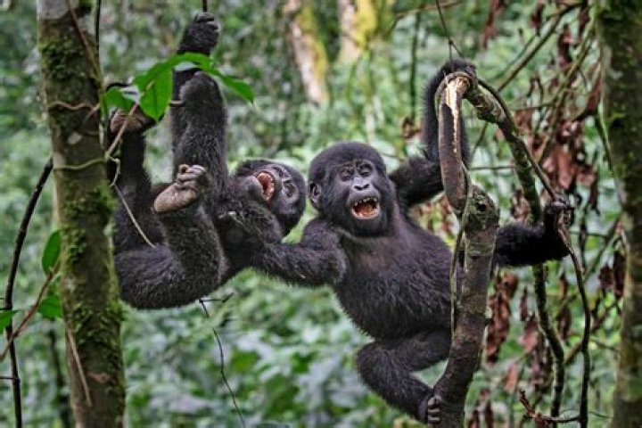 What is the meaning of gorily?